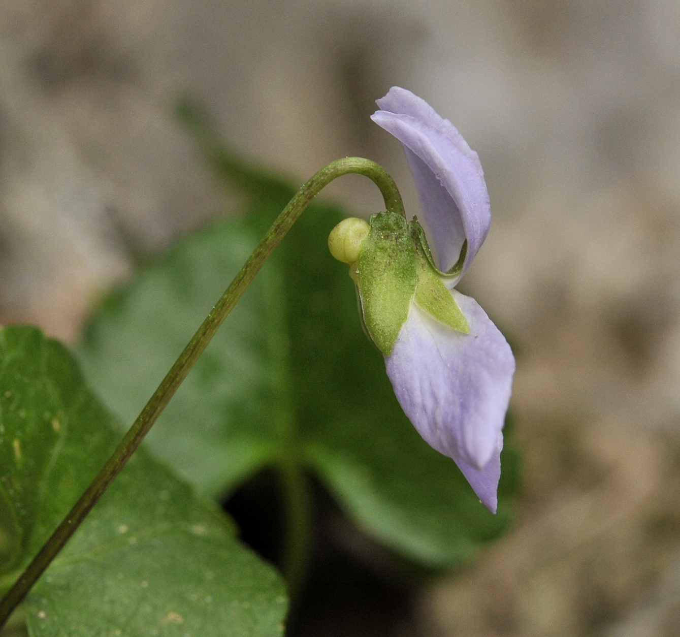 Viola jaubertiana. Close-up side.