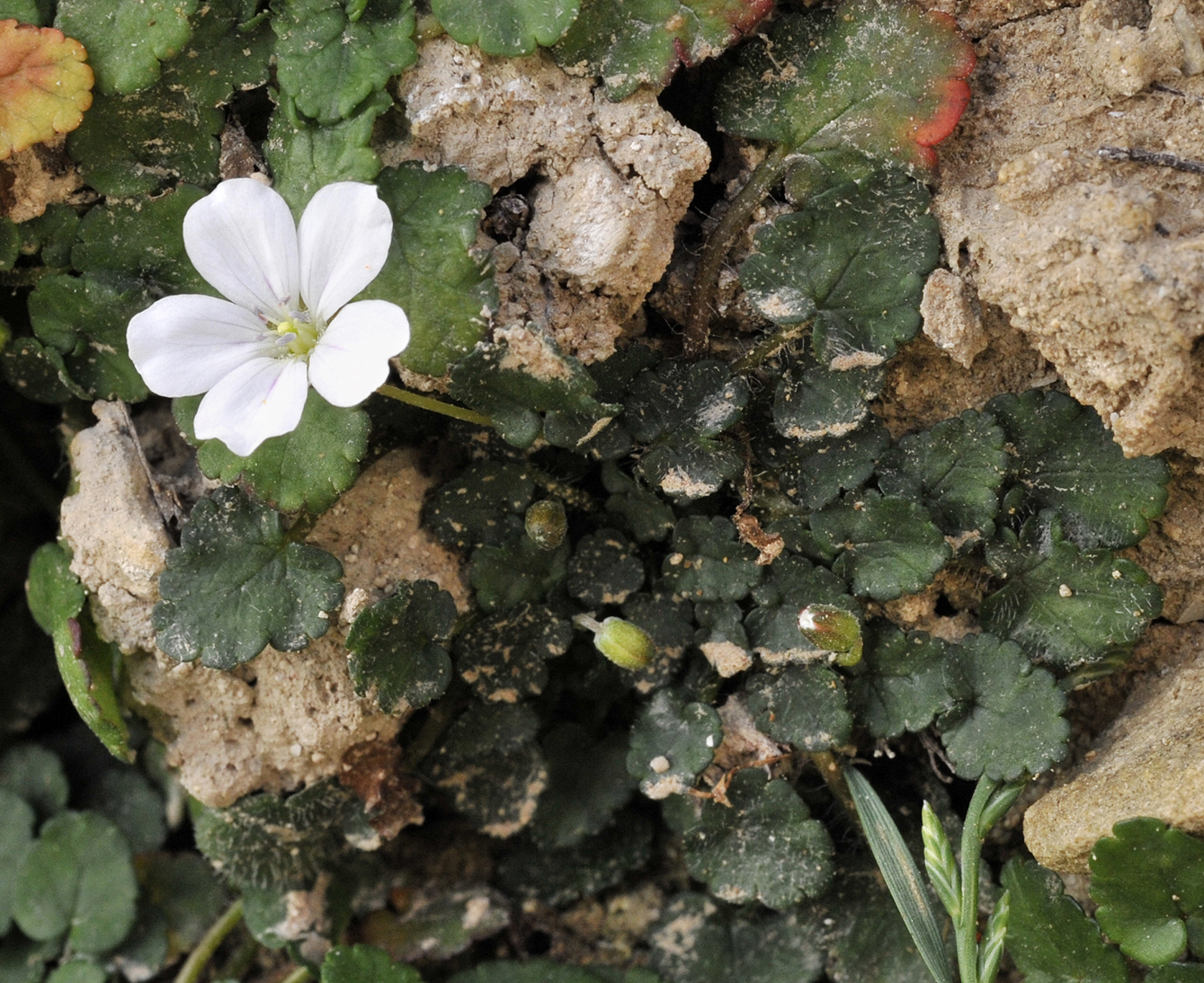 Erodium_reichardii._White_form.jpg