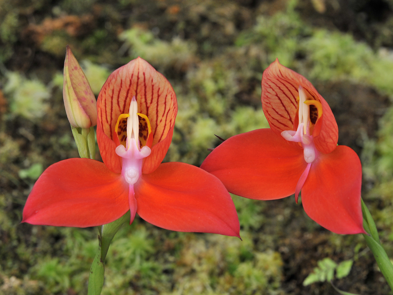 Disa_uniflora._Closer.2.jpg