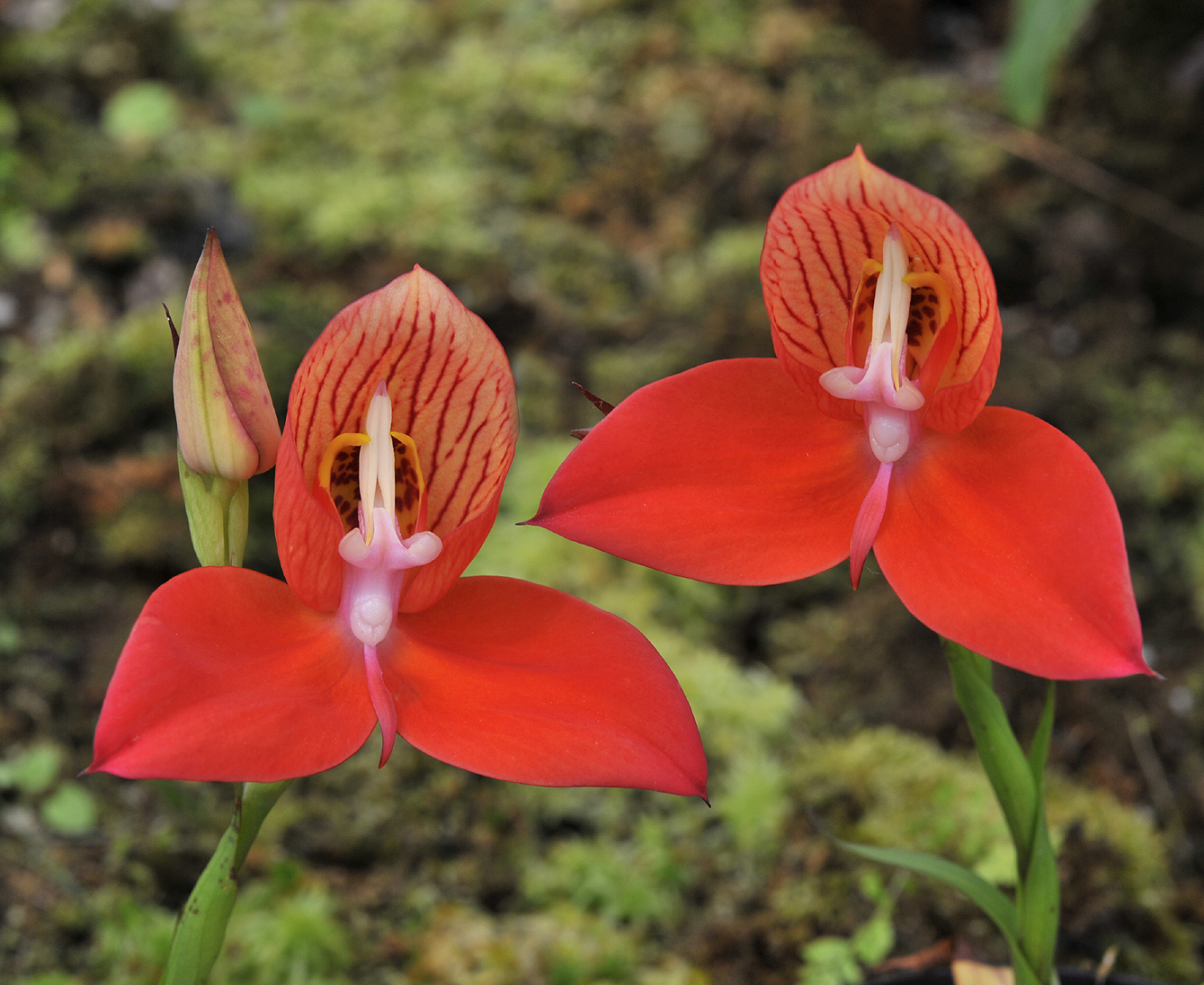 Disa_uniflora.jpg