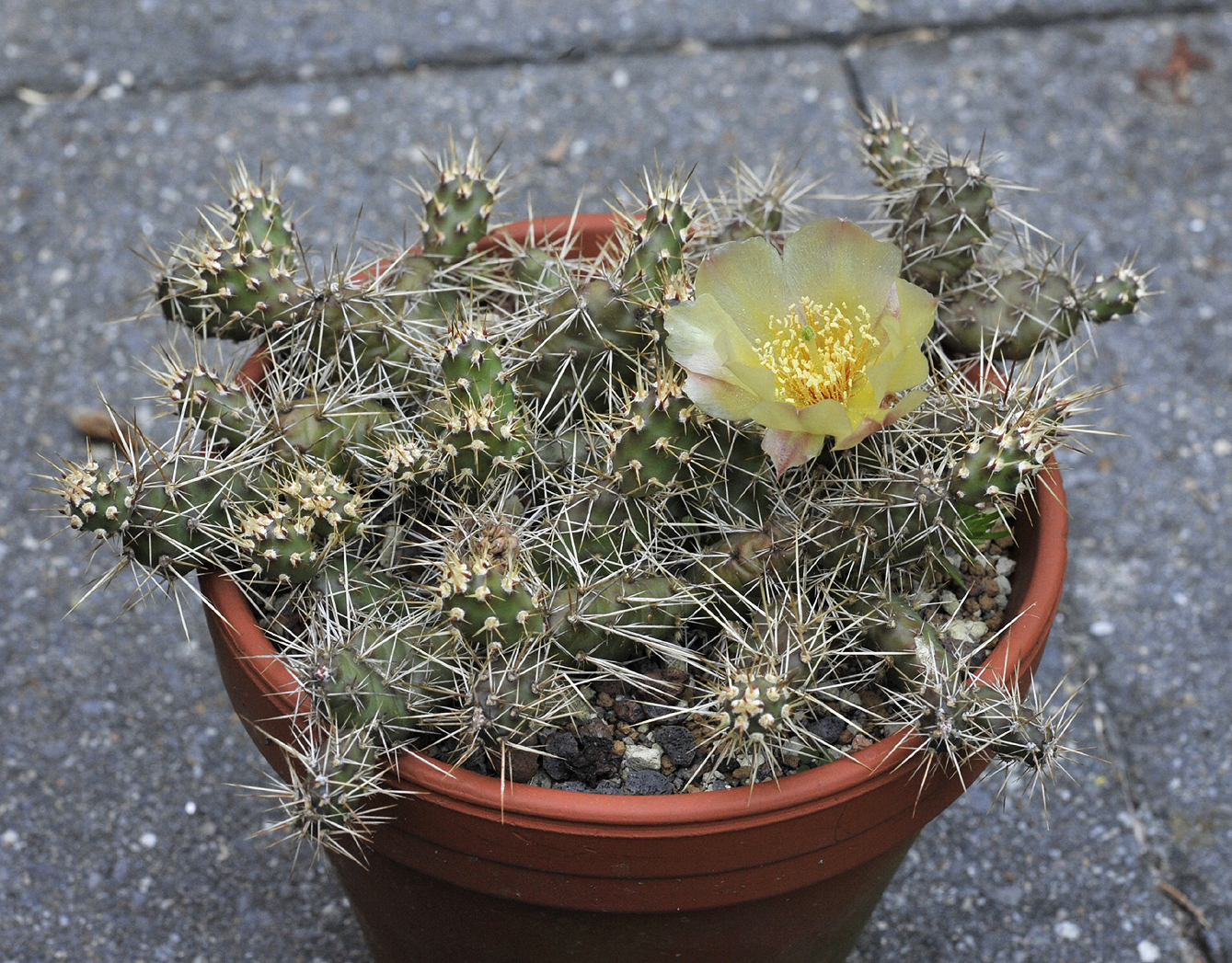 Opuntia_fragilis.jpg