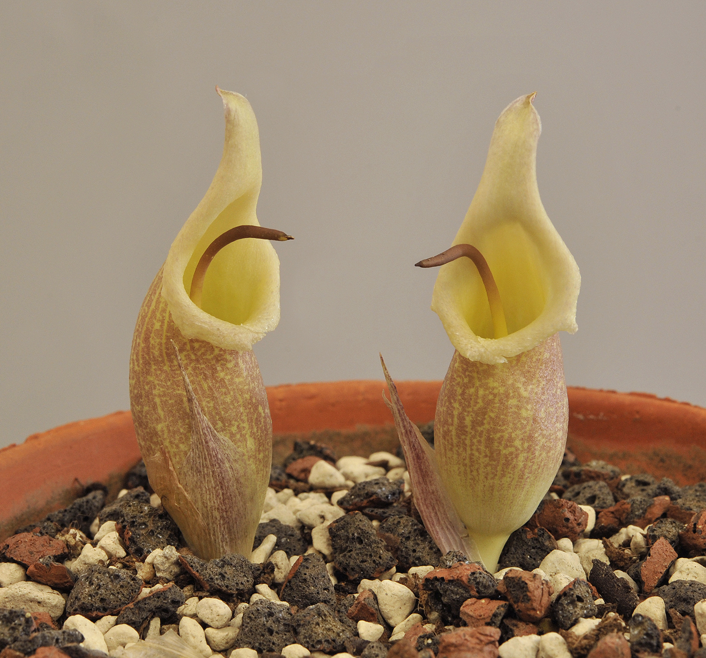 Biarum.jpg