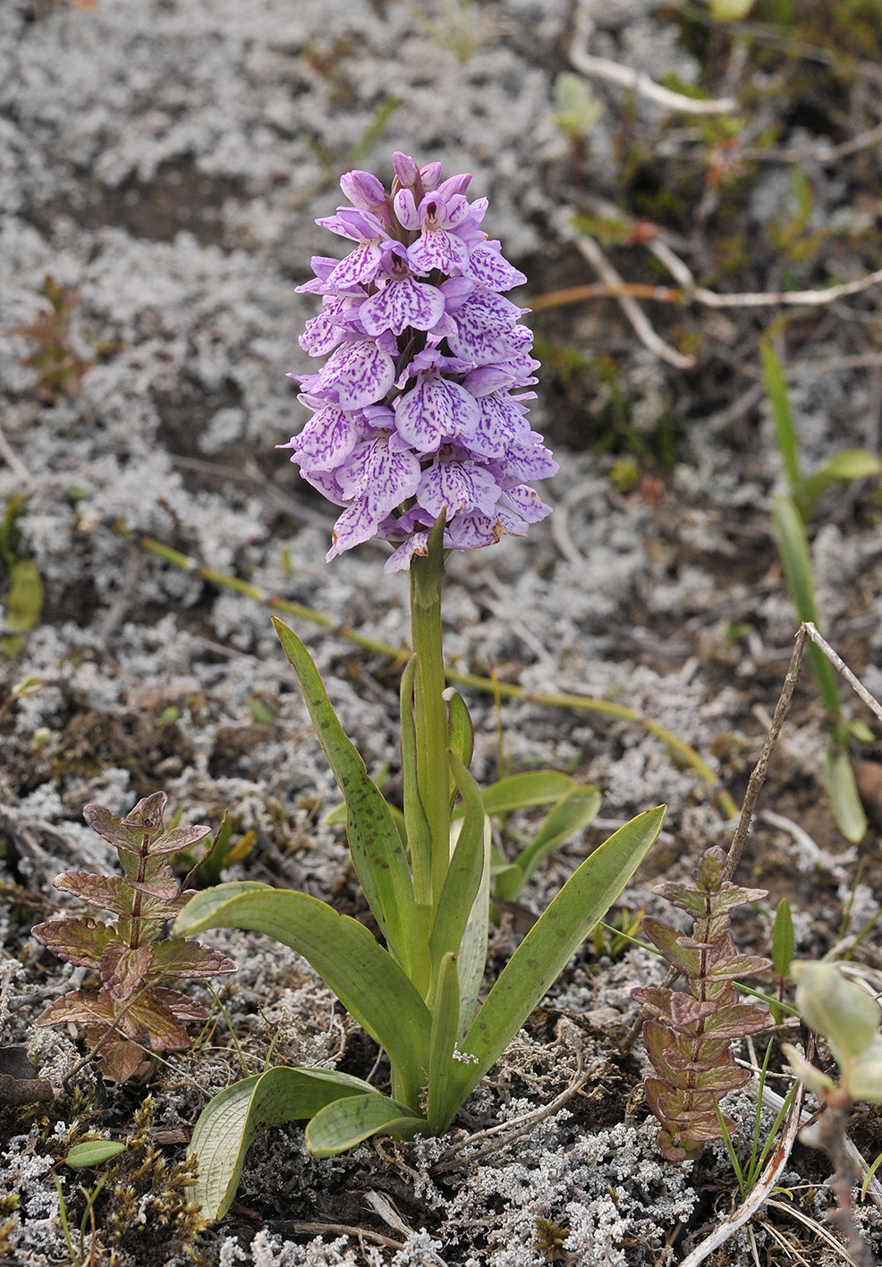 Dactylorhiza_maculata.2.jpg