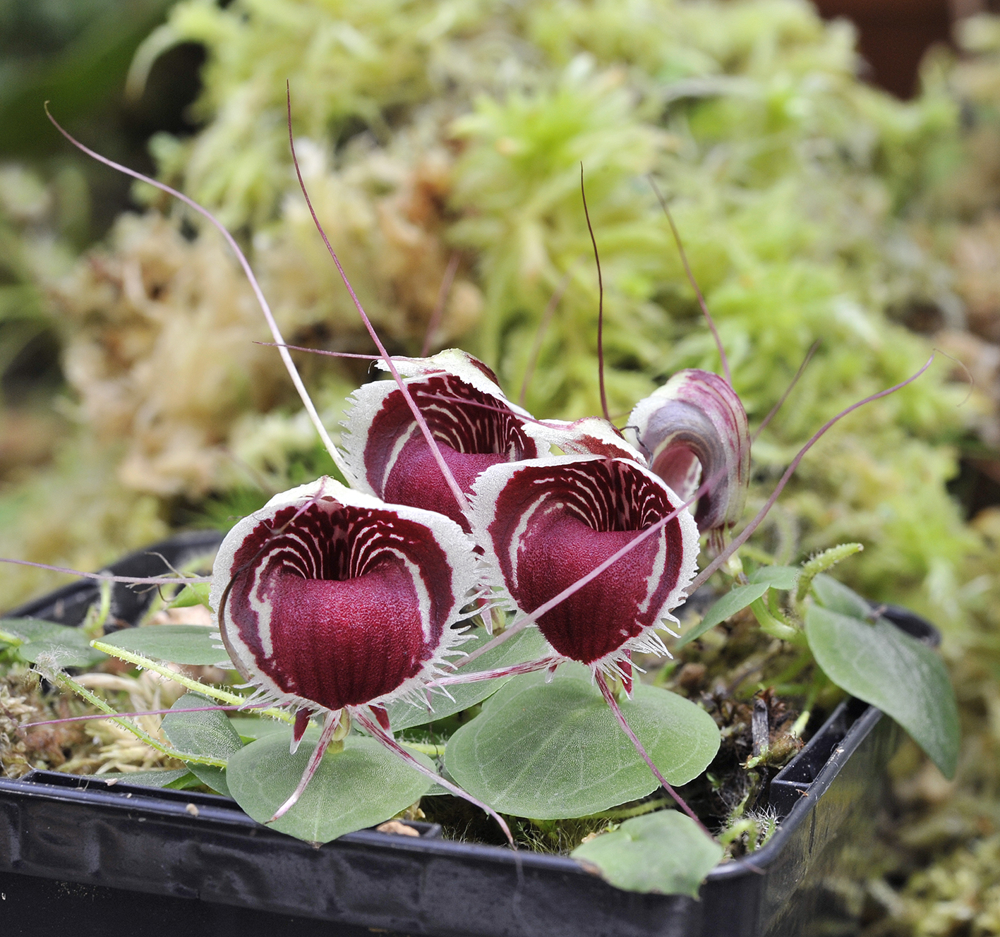 Corybas_caudatus_aff.2.jpg