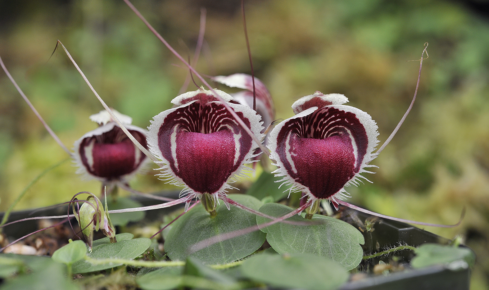 Corybas_caudatus_aff._james.2.jpg