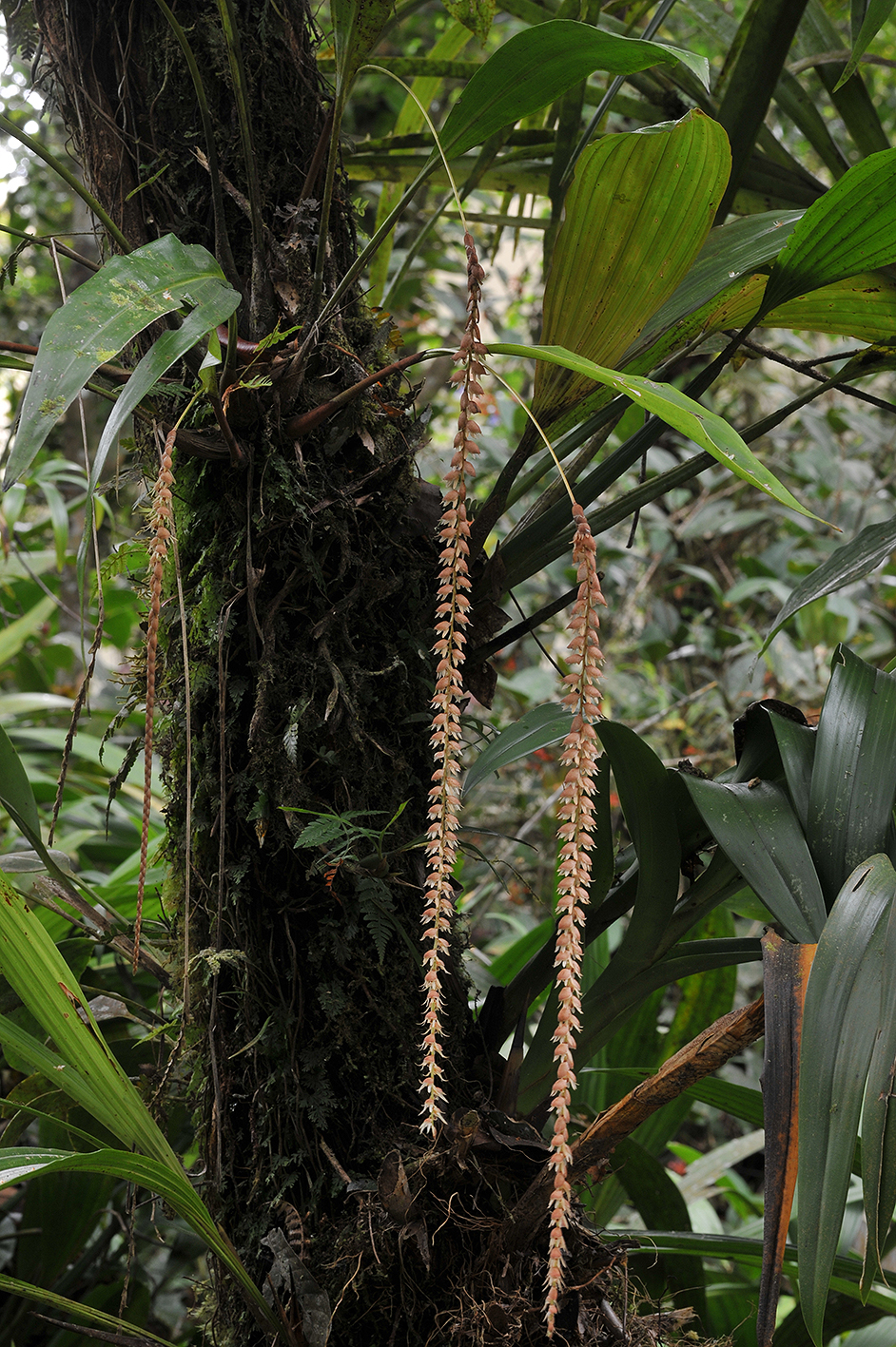Dendrochilum_imbricatum.jpg