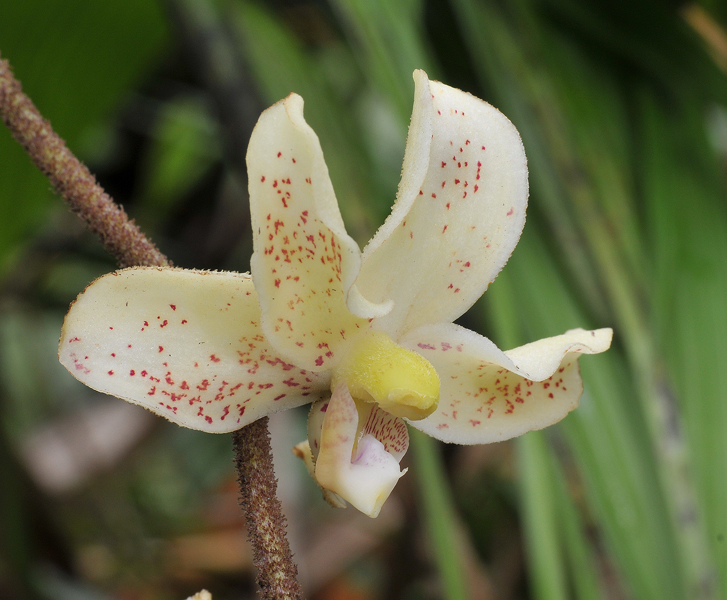 Dimorphorchis_rossii._Lower_upper_flower._Closeup.jpg