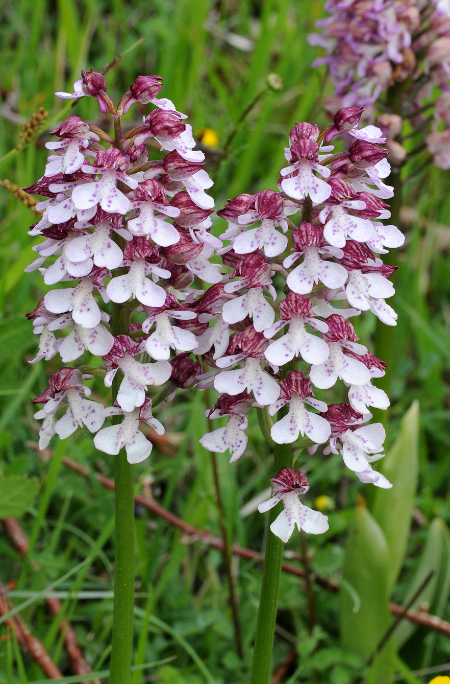 Orchis purpurea. Closer.5.jpg