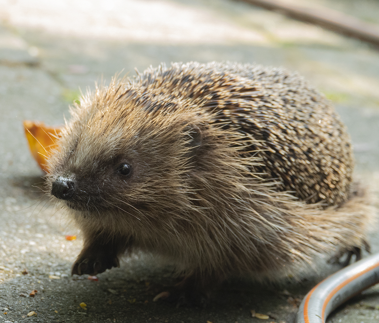 hedgehog.jpg