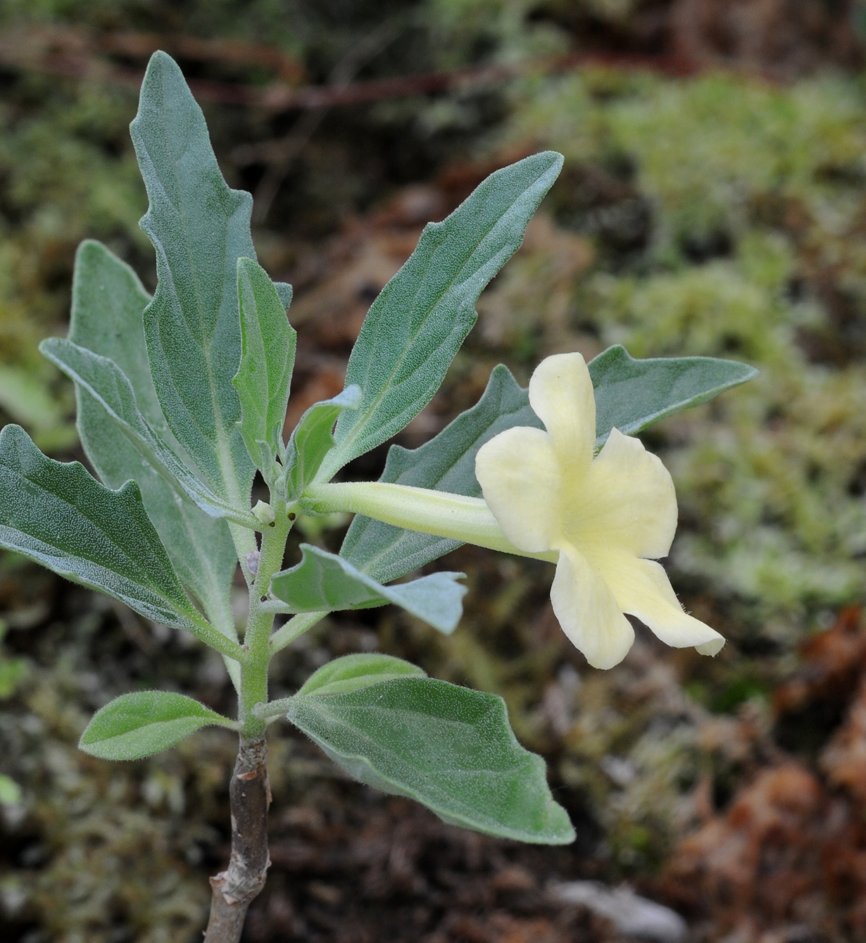 Pedaliaceae.2.jpg
