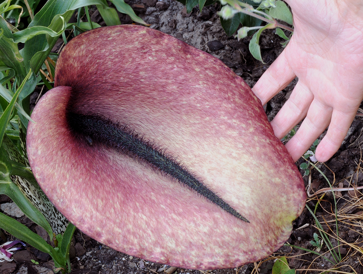 Helicodiceros muscivorus. Closer. With hand.jpg
