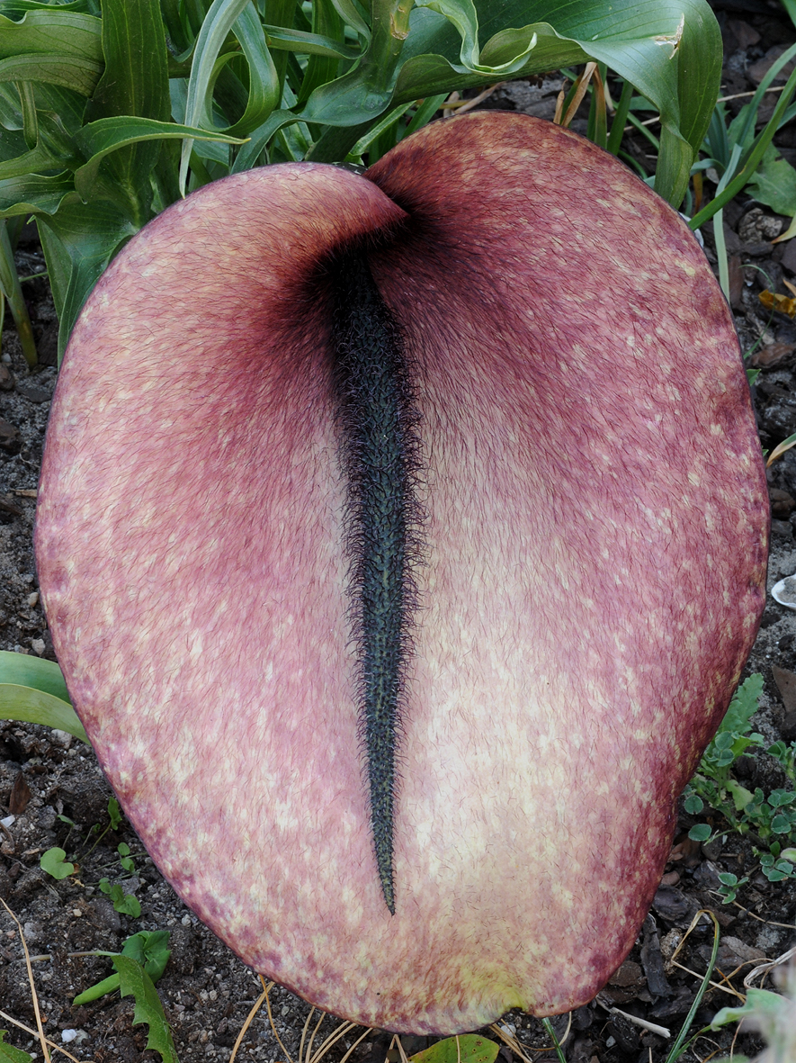 Helicodiceros muscivorus. Closer 3.jpg