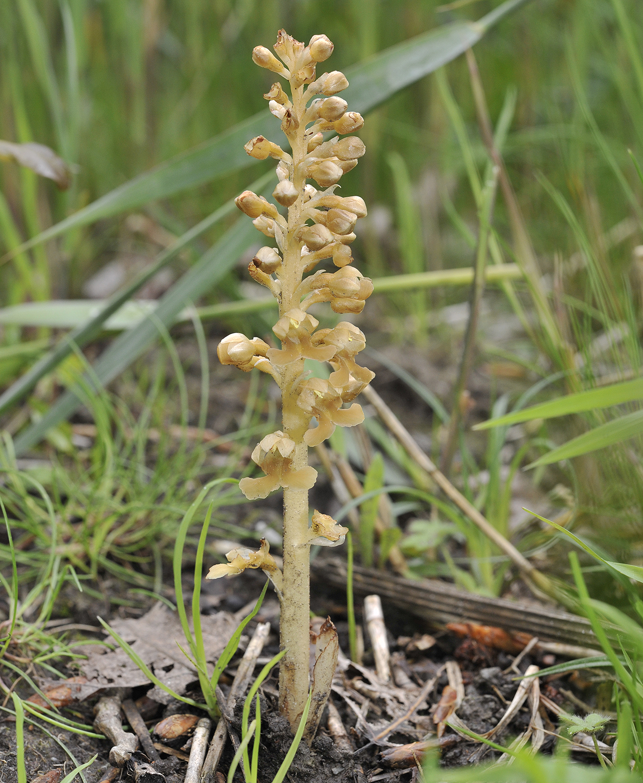 Neottia nidus-avis  square.jpg