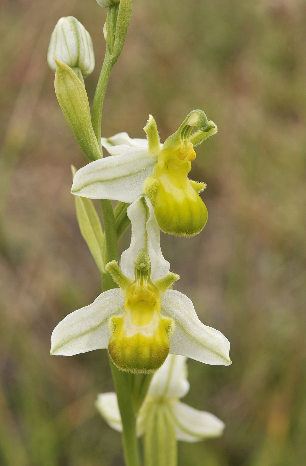 Ophrys apifera white.jpg