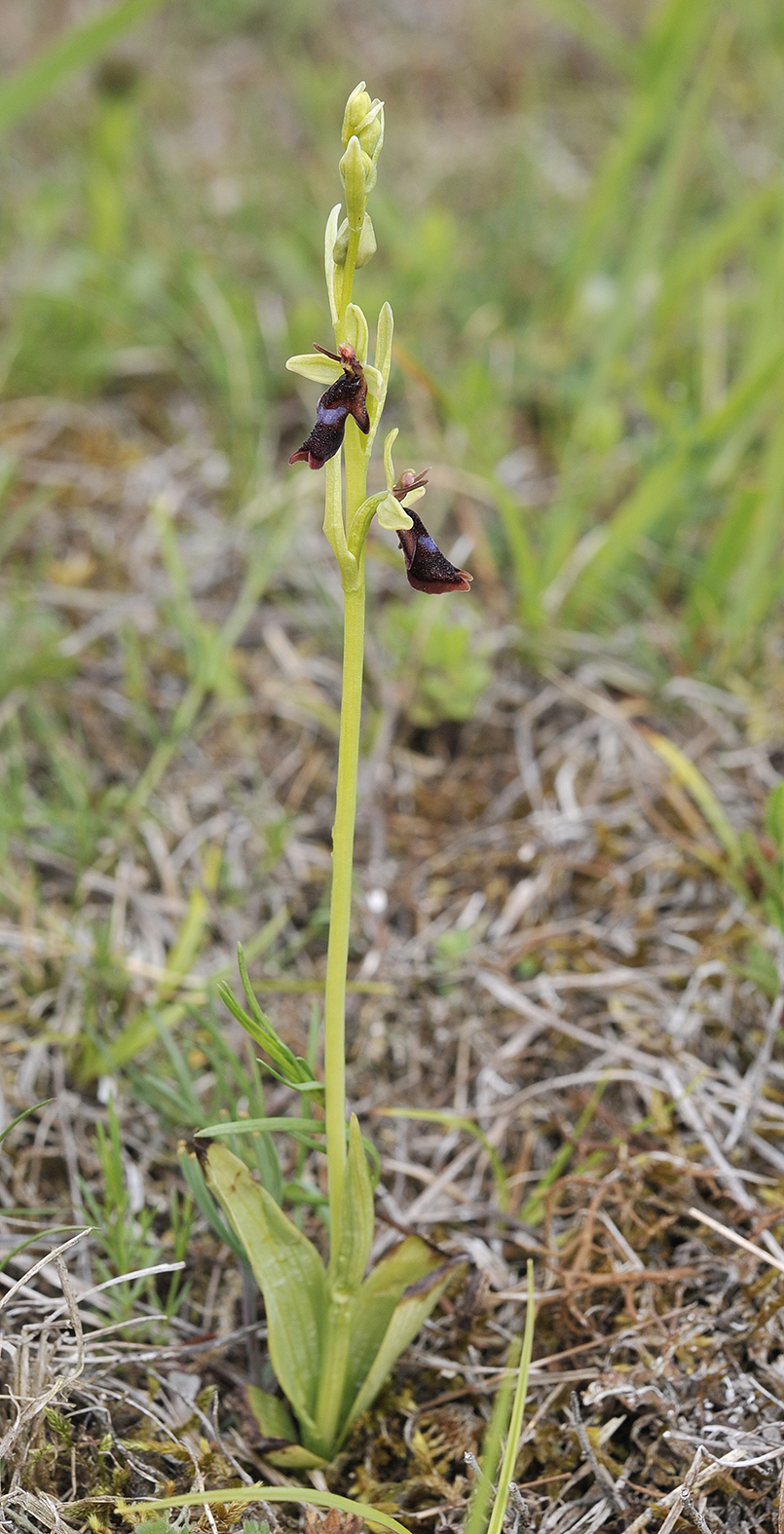 Ophrys insectifera.4.jpg