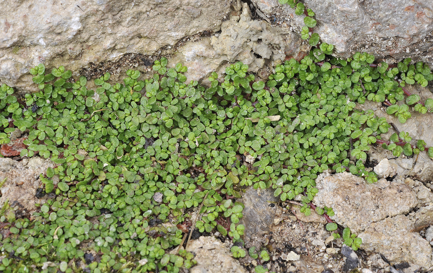 Soleirolia soleirolii