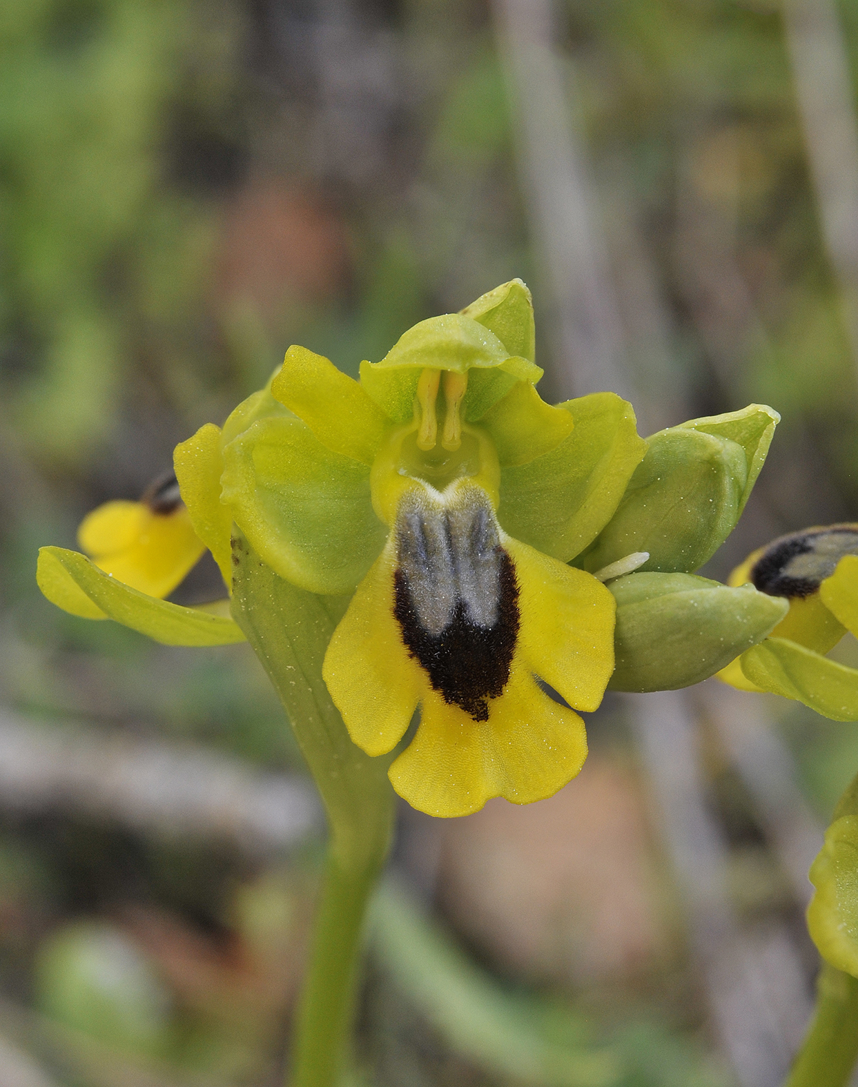 Ophrys lutea. Close-up.