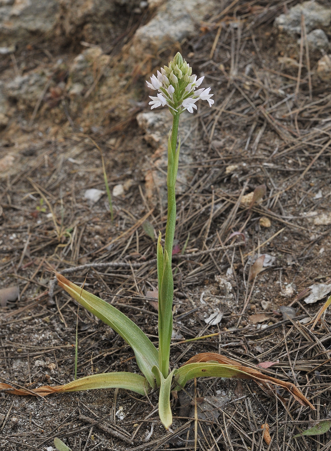 Anacamptis pyramidalis. Early form.