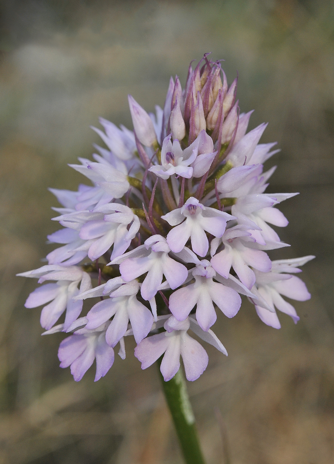 Anacamptis pyramidalis. Early form. Closer.