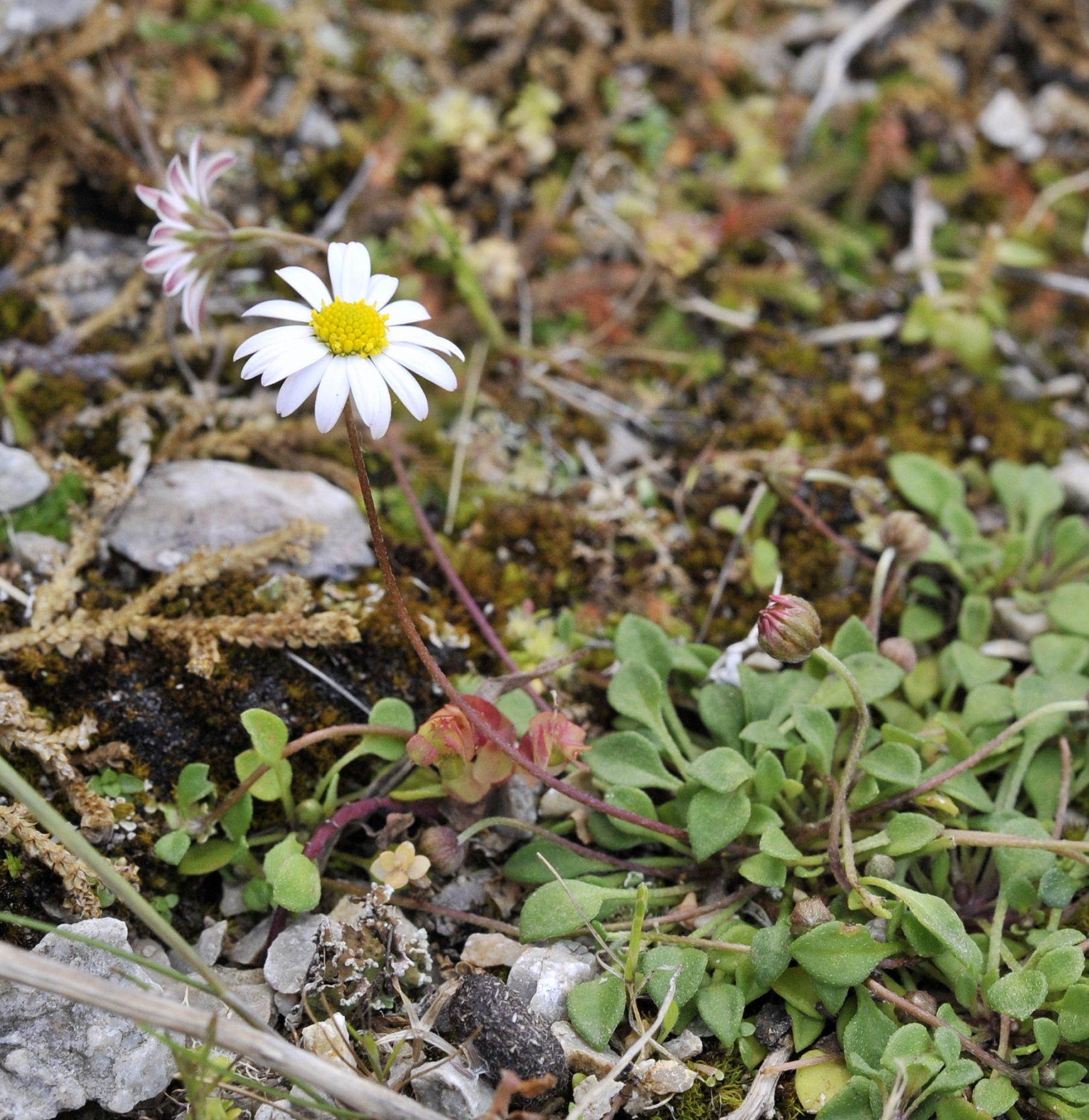 Bellium bellioides.jpg