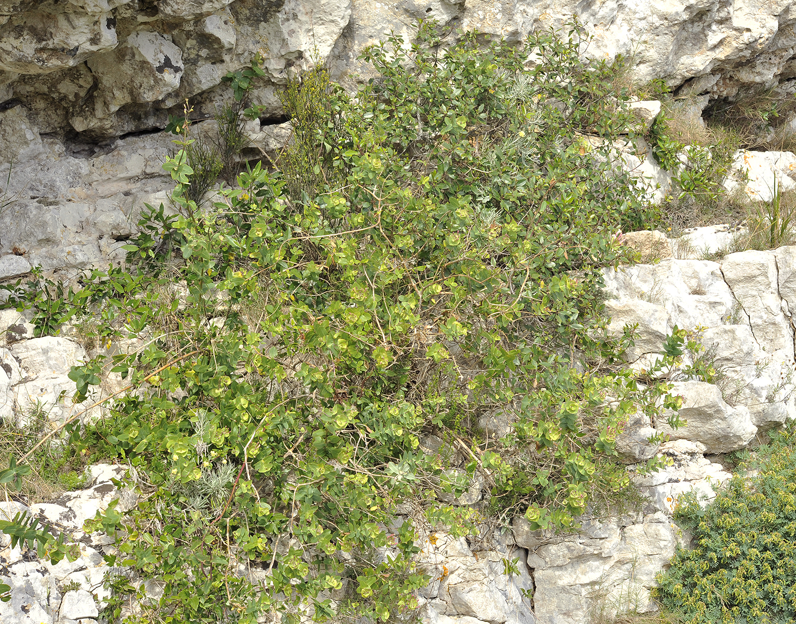 Lonicera implexa.jpg