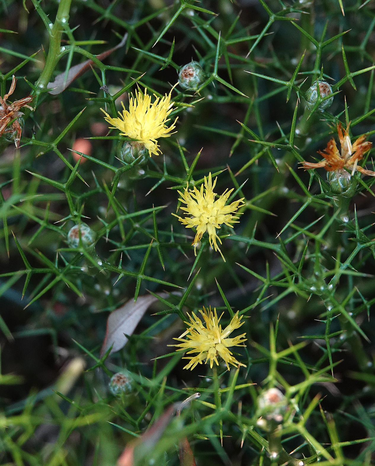 Carduncellus balearicus.jpg