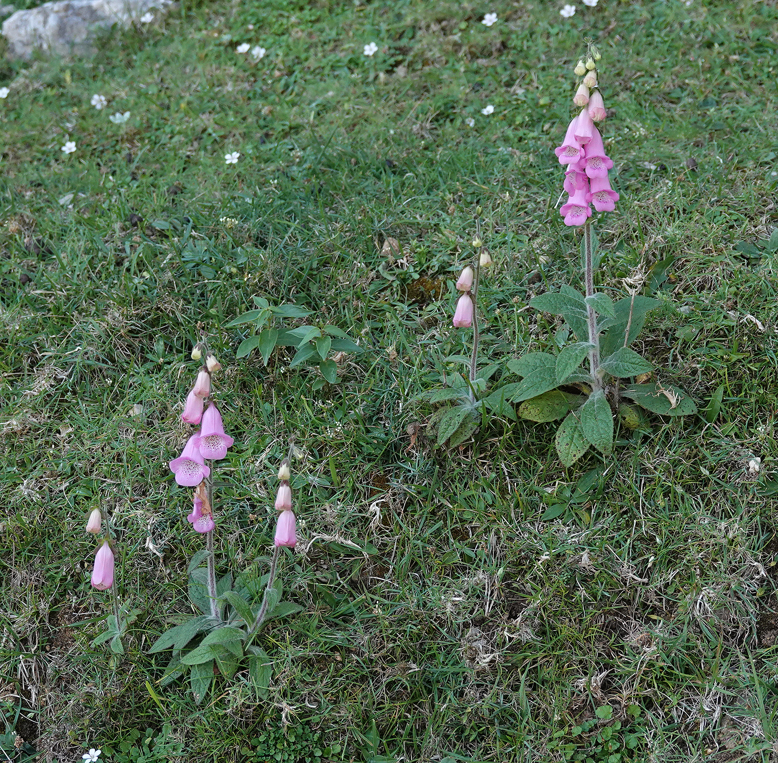 Digitalis minor.2.jpg
