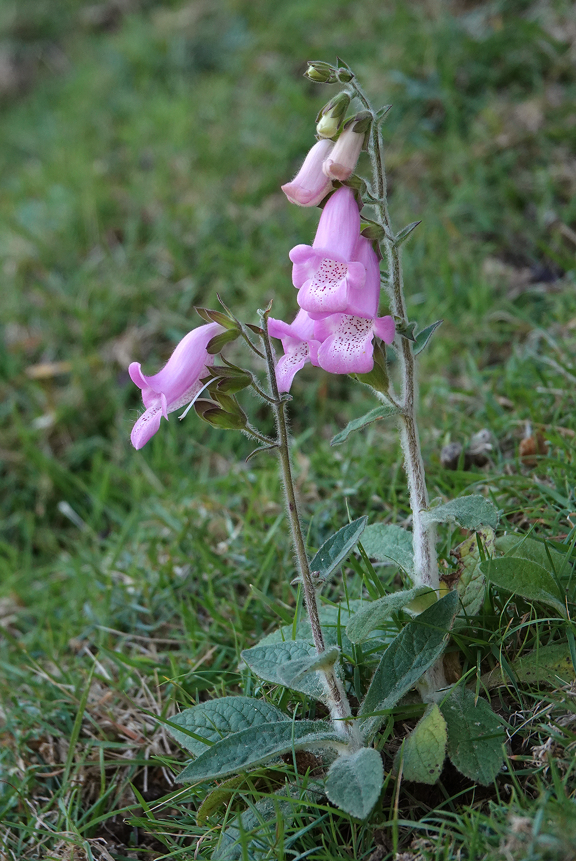 Digitalis minor.5.jpg