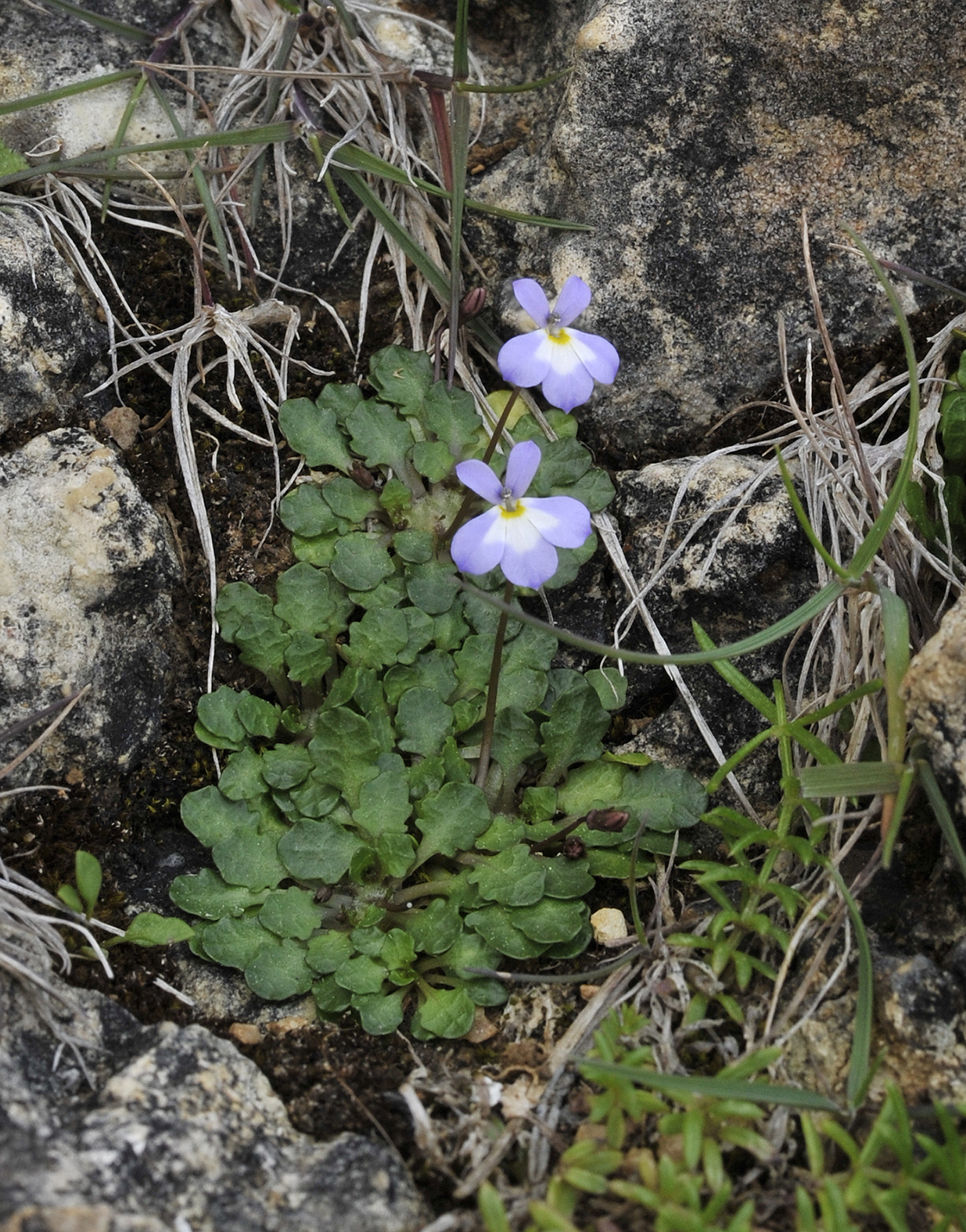 Solenopsis balearica. 4.jpg