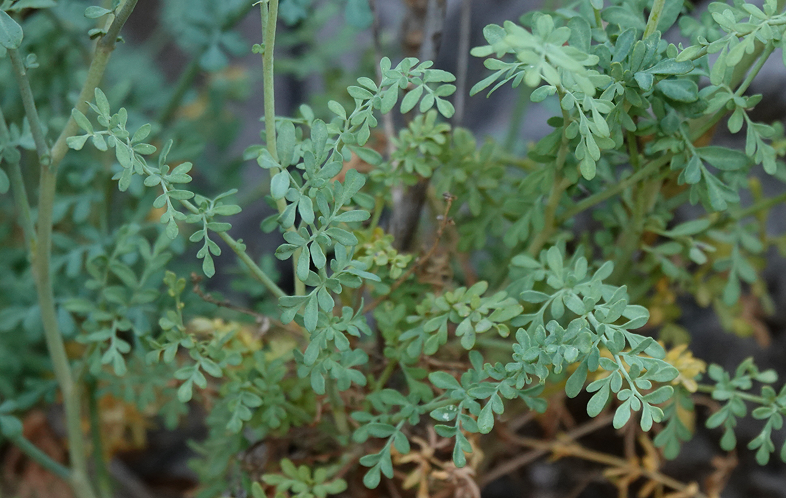 Ruta angustifolia. Foliage.jpg