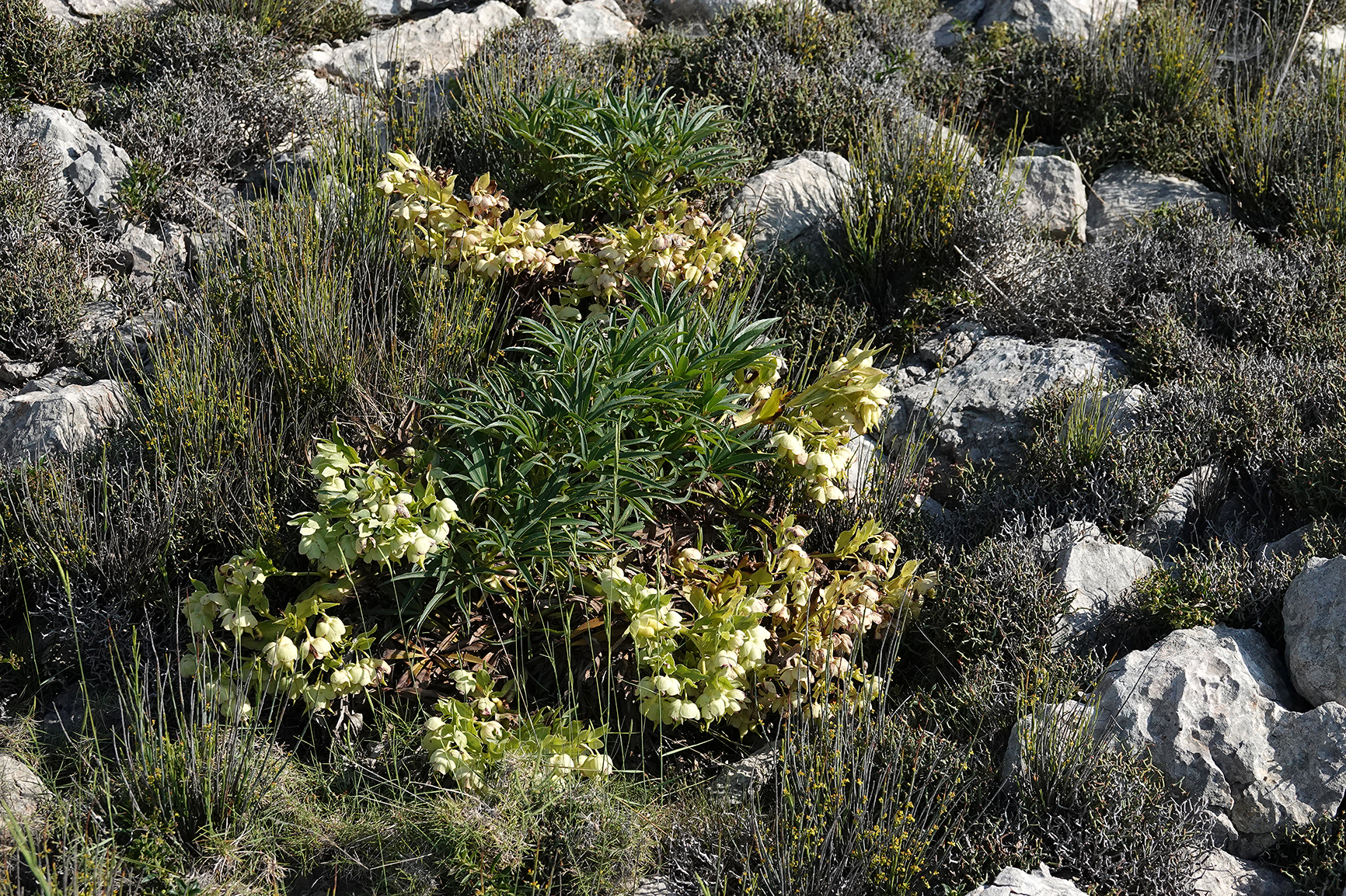 Osyris alba.  With Helleborus foetidus.2.jpg