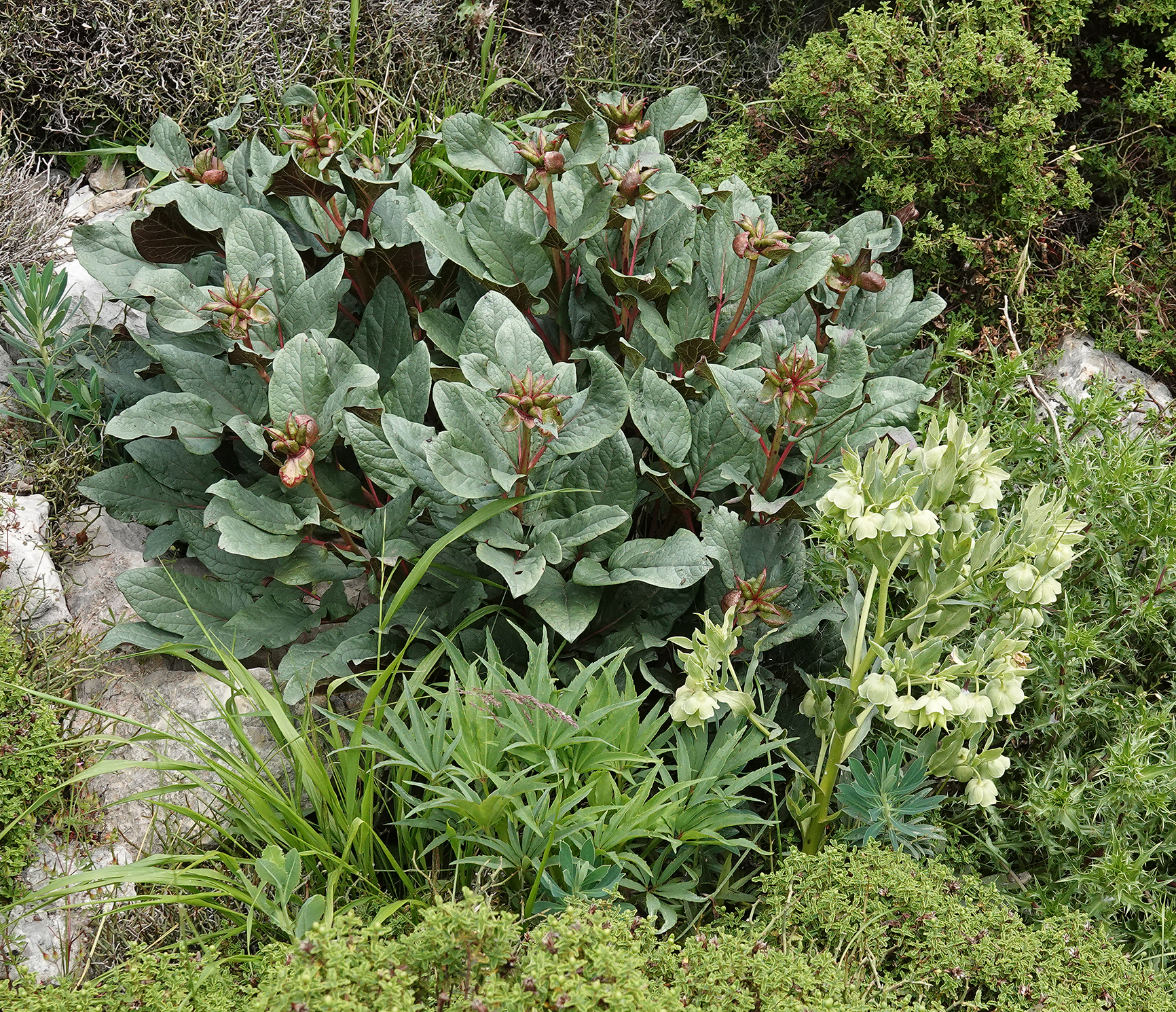 Paeonia cambessedesi.3.jpg