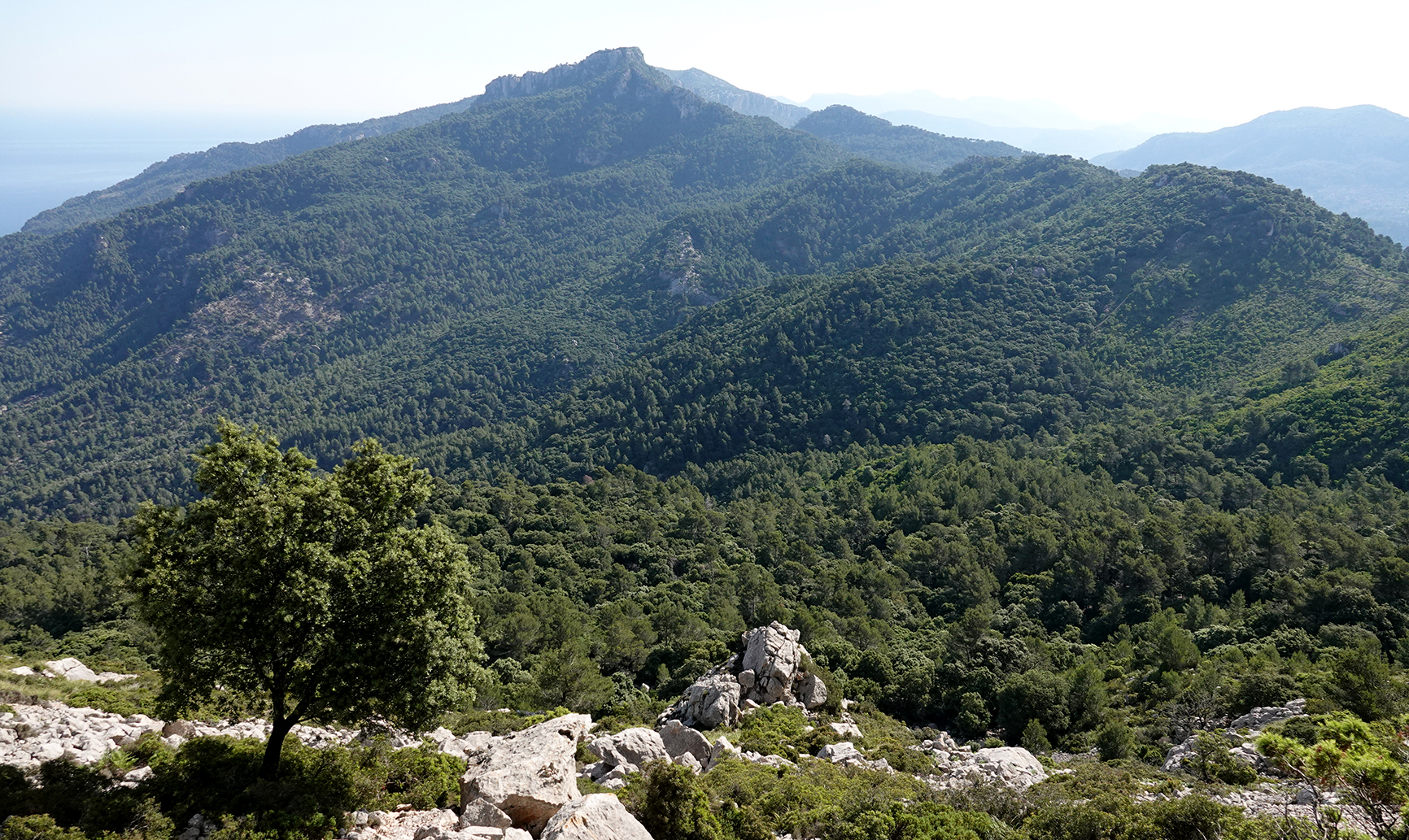 Forrested mountains.jpg