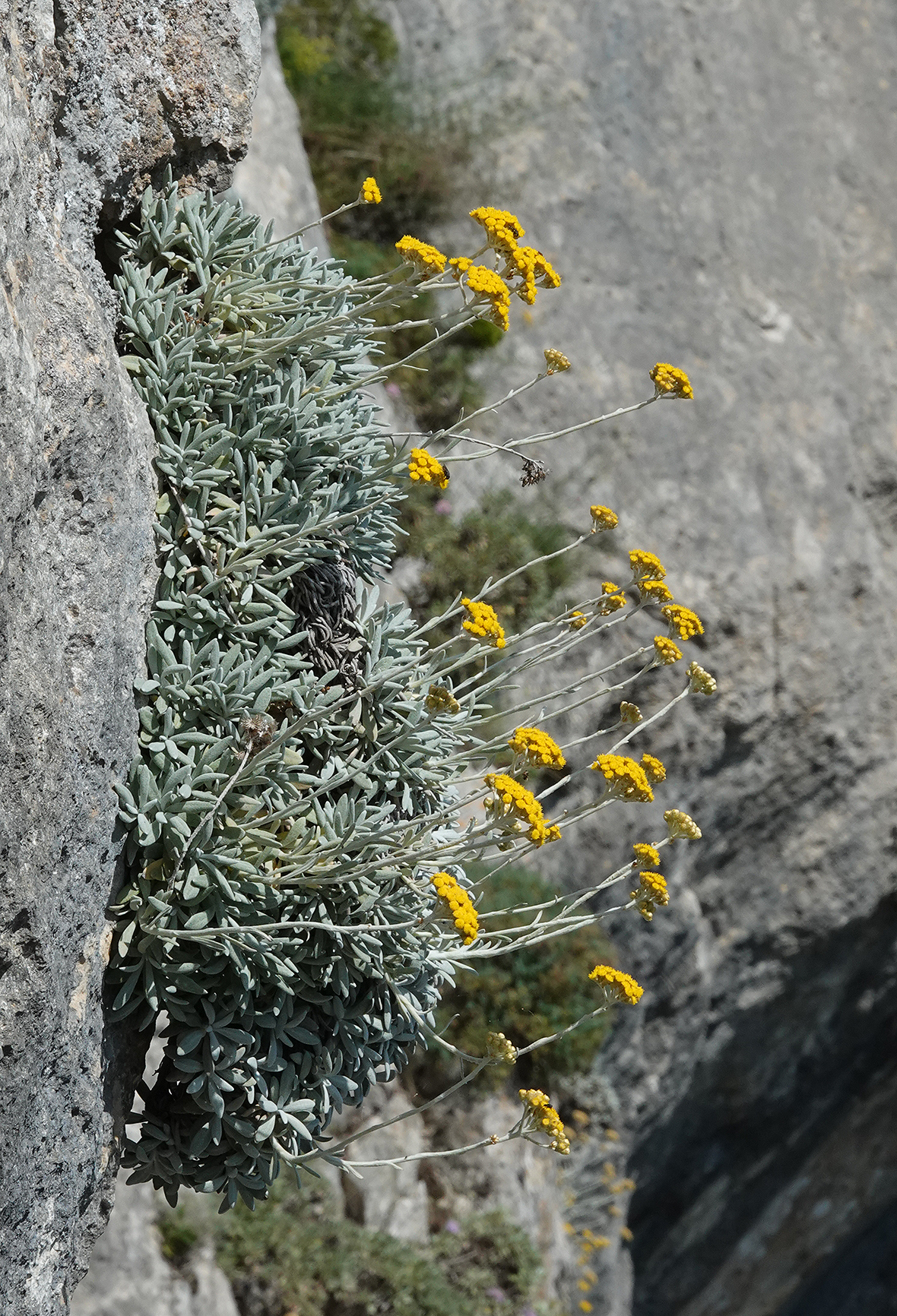 Helichrysum ambiguum.jpg