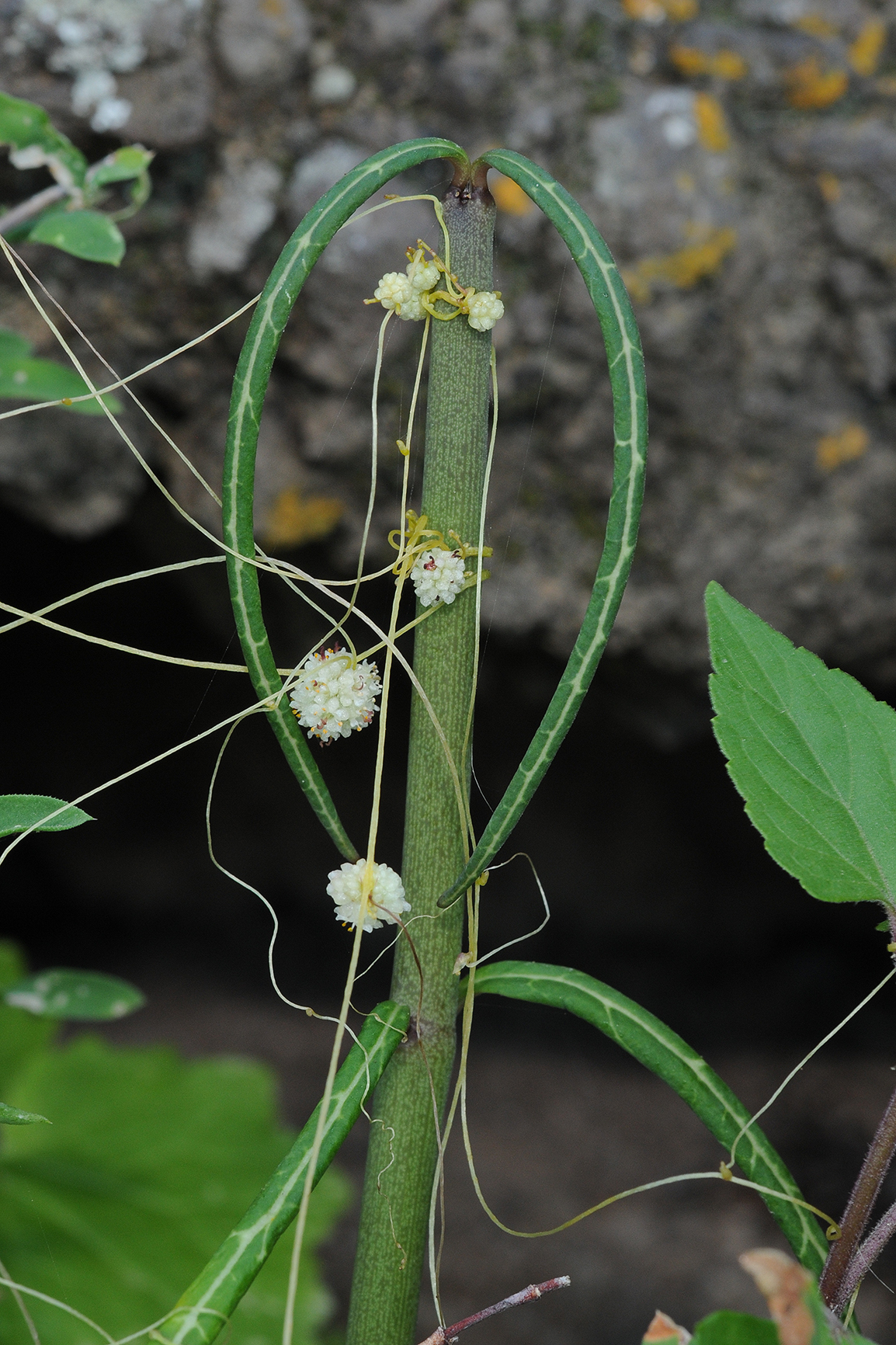 Cuscuta planiflora