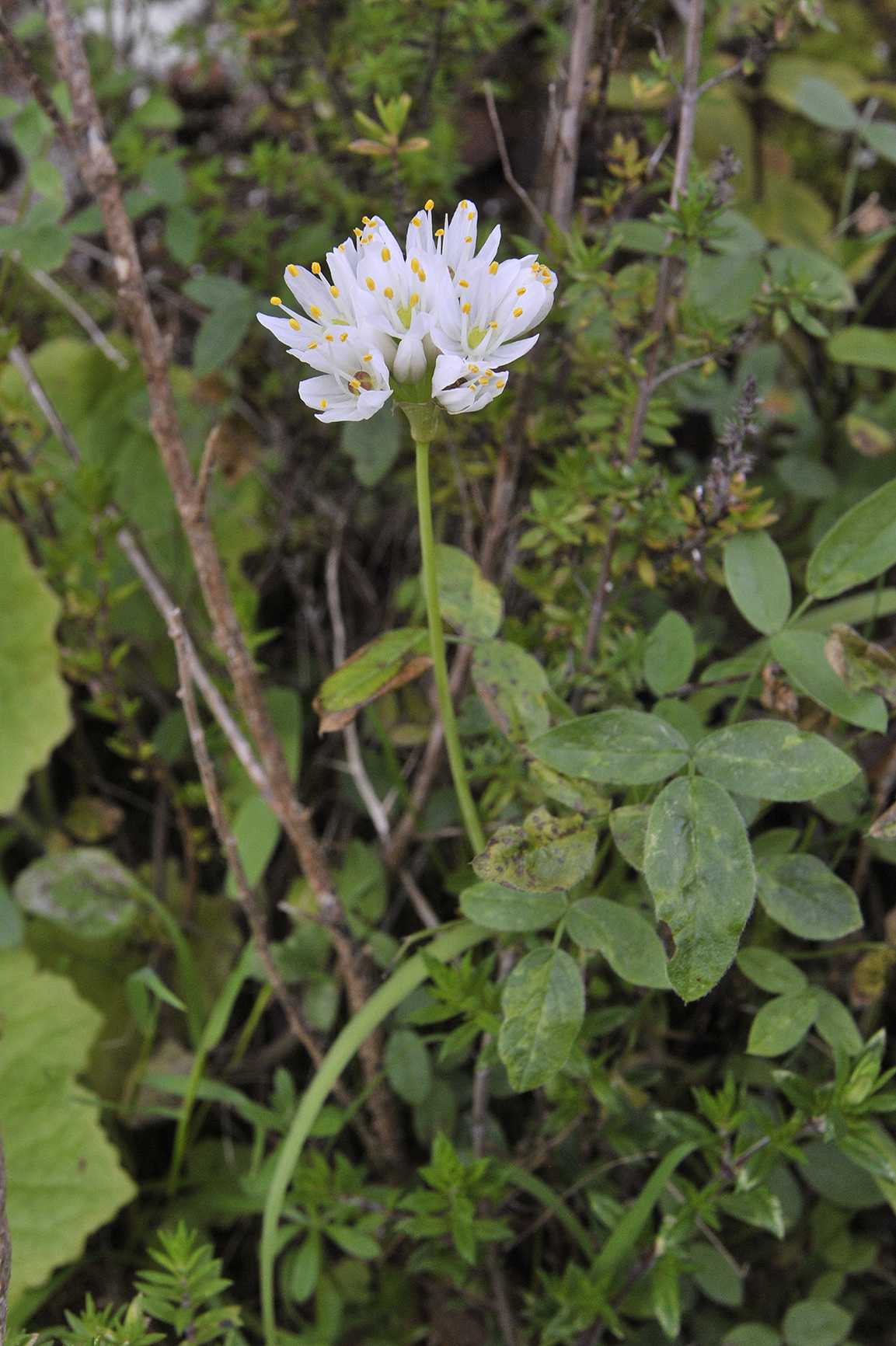 Allium canariensis