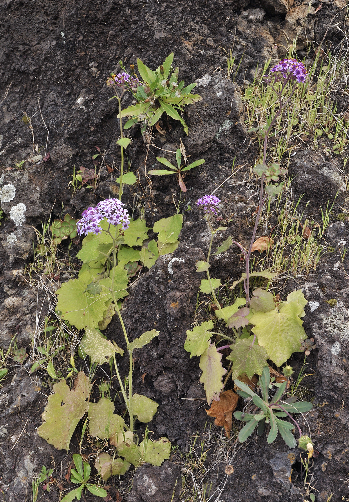 Pericallis papyraceus