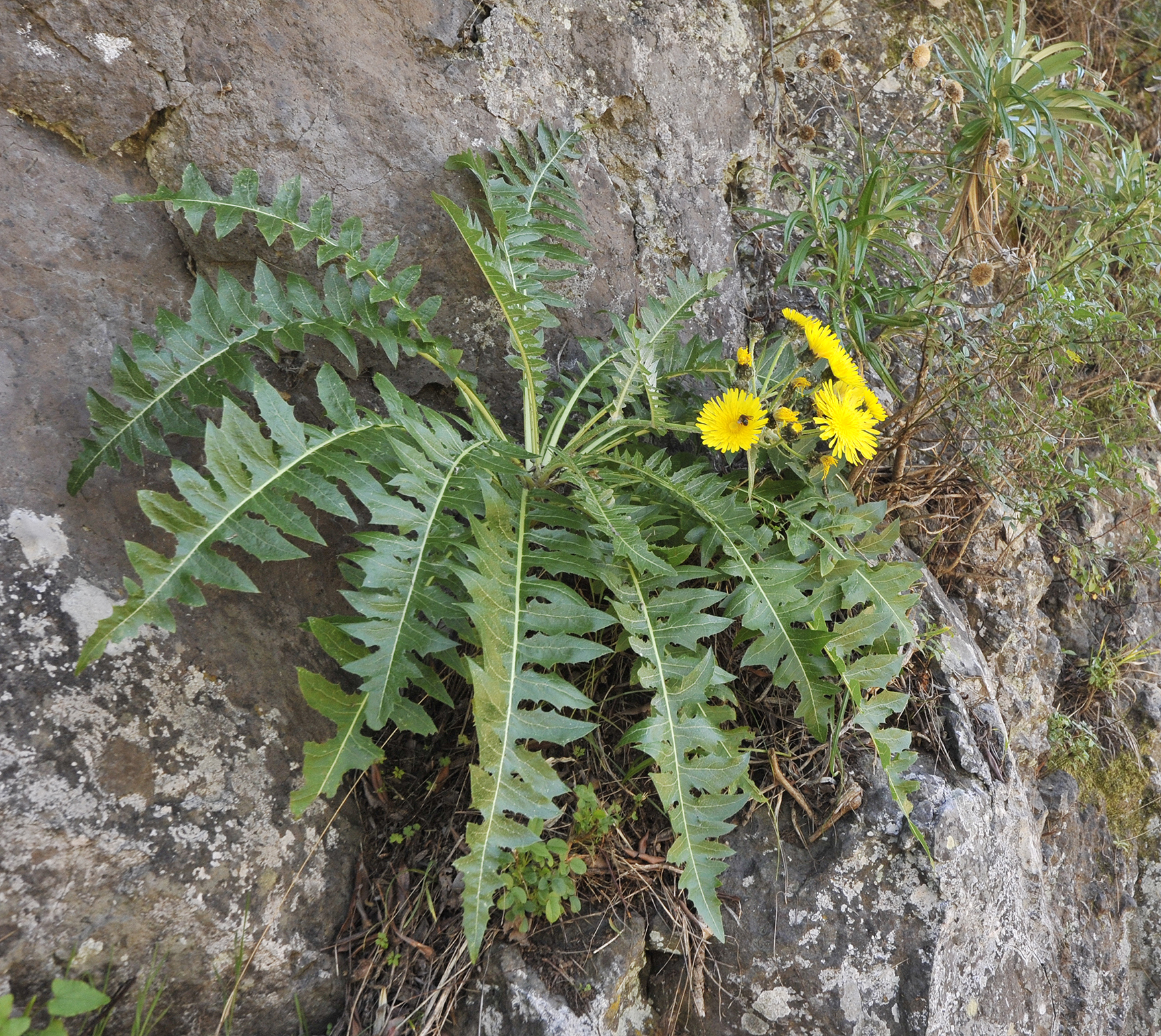 Sonchus hierrensis
