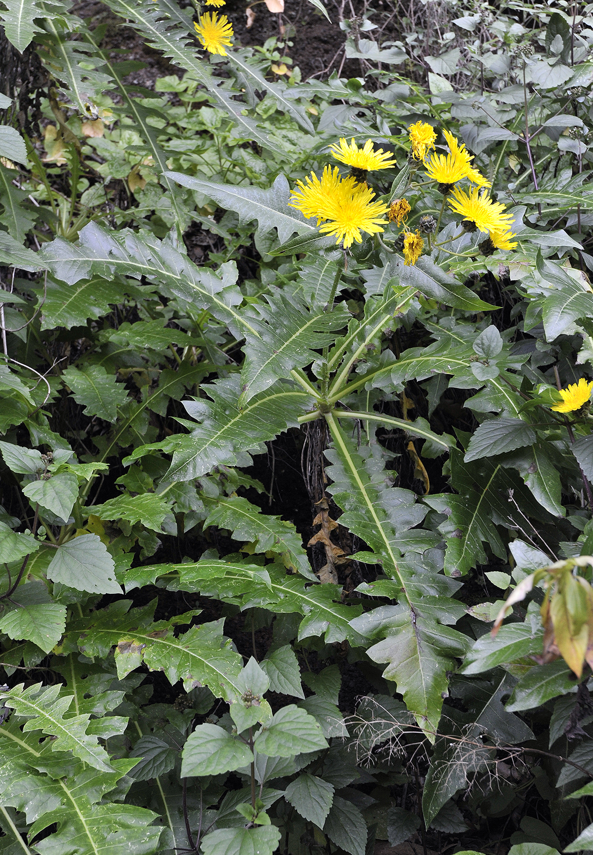 Sonchus hierrensis