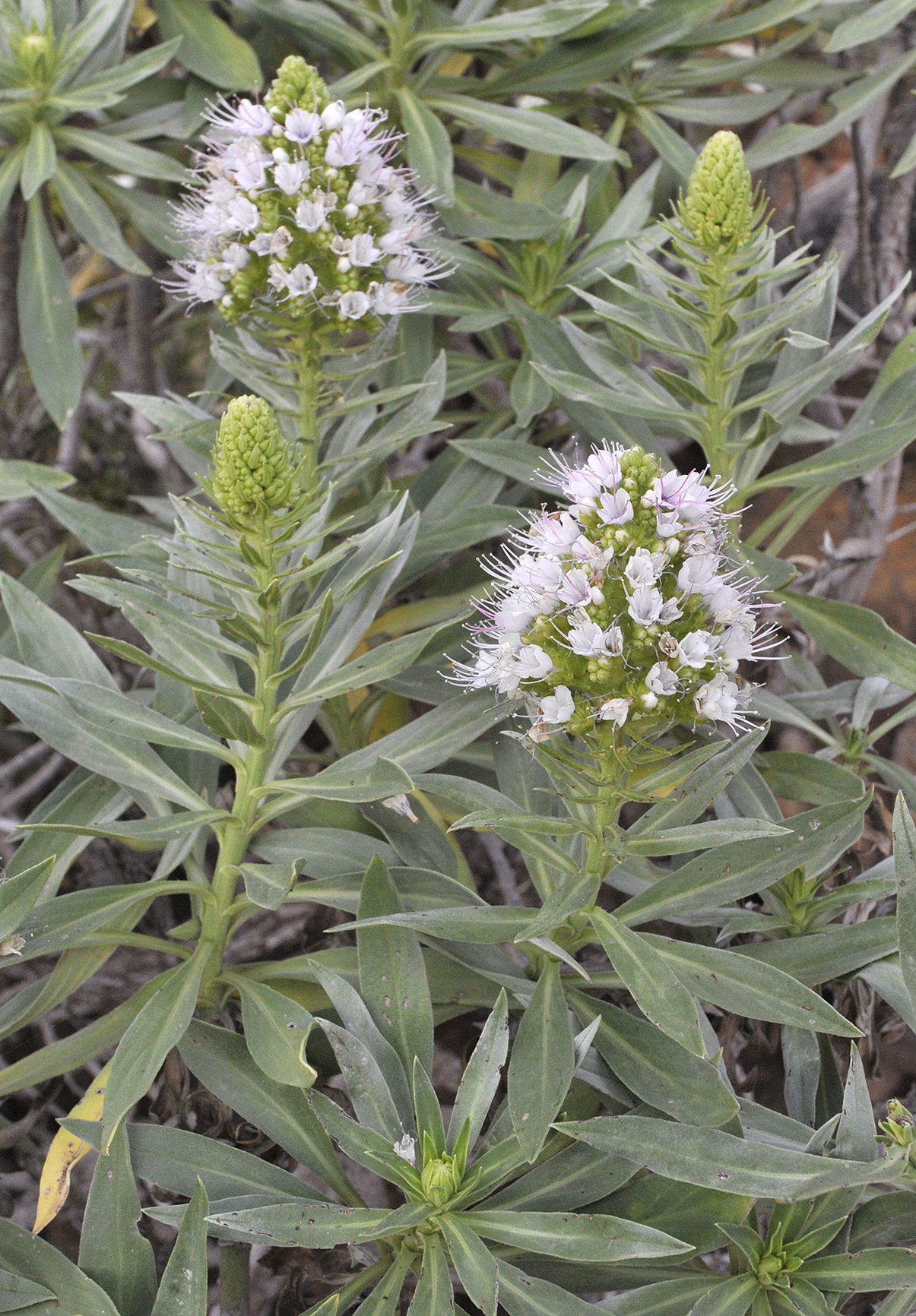 Echium breviarme. Closer.5.jpg