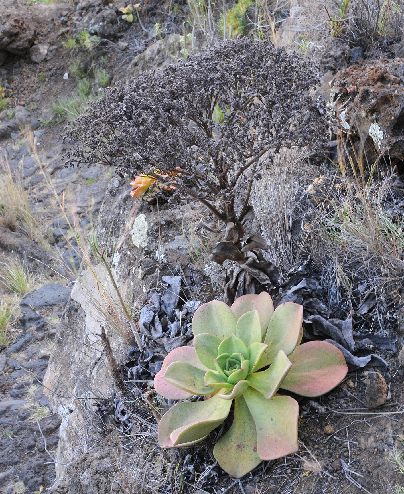 Aeonium nobile