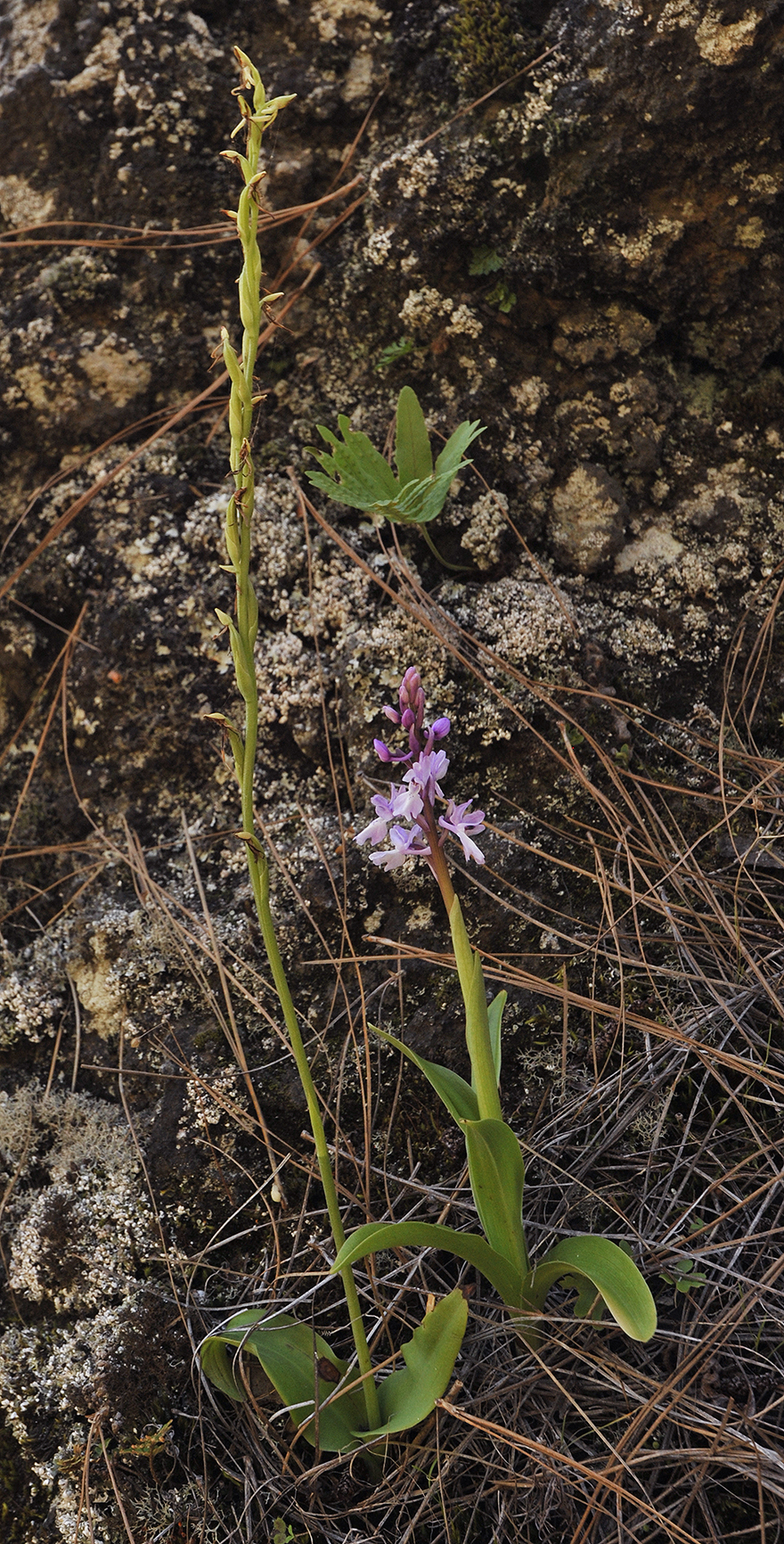 Orchis mascula and Habenaria.2.jpg