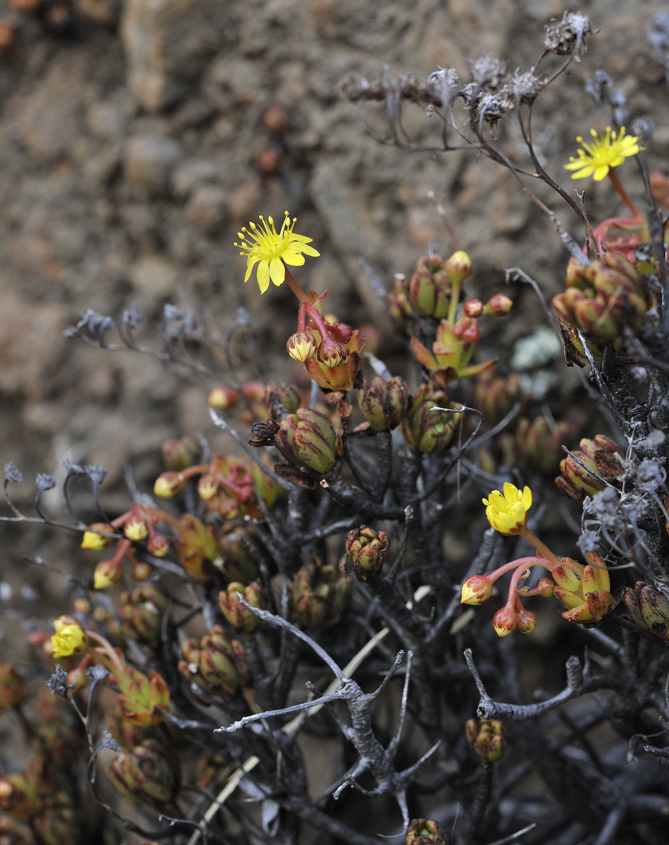 Aeonium sedifolium.6.jpg