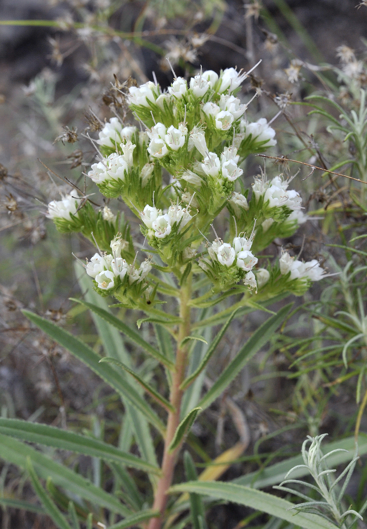 Echium breviarme. Closer.jpg