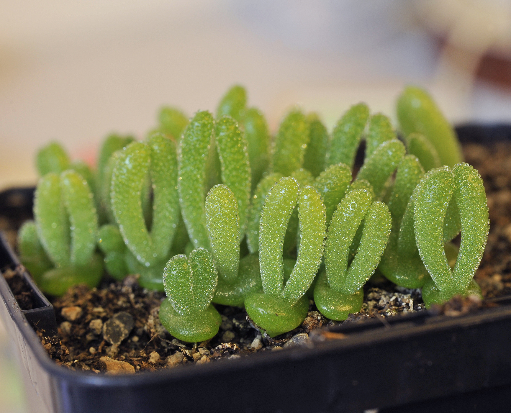 Monillaria moniliformis seedlings.jpg