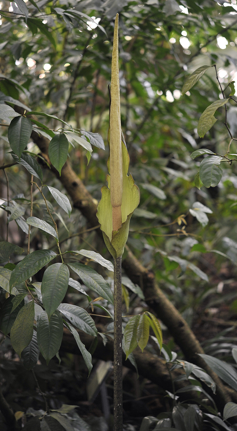 Amorphophallus asper.1.jpg