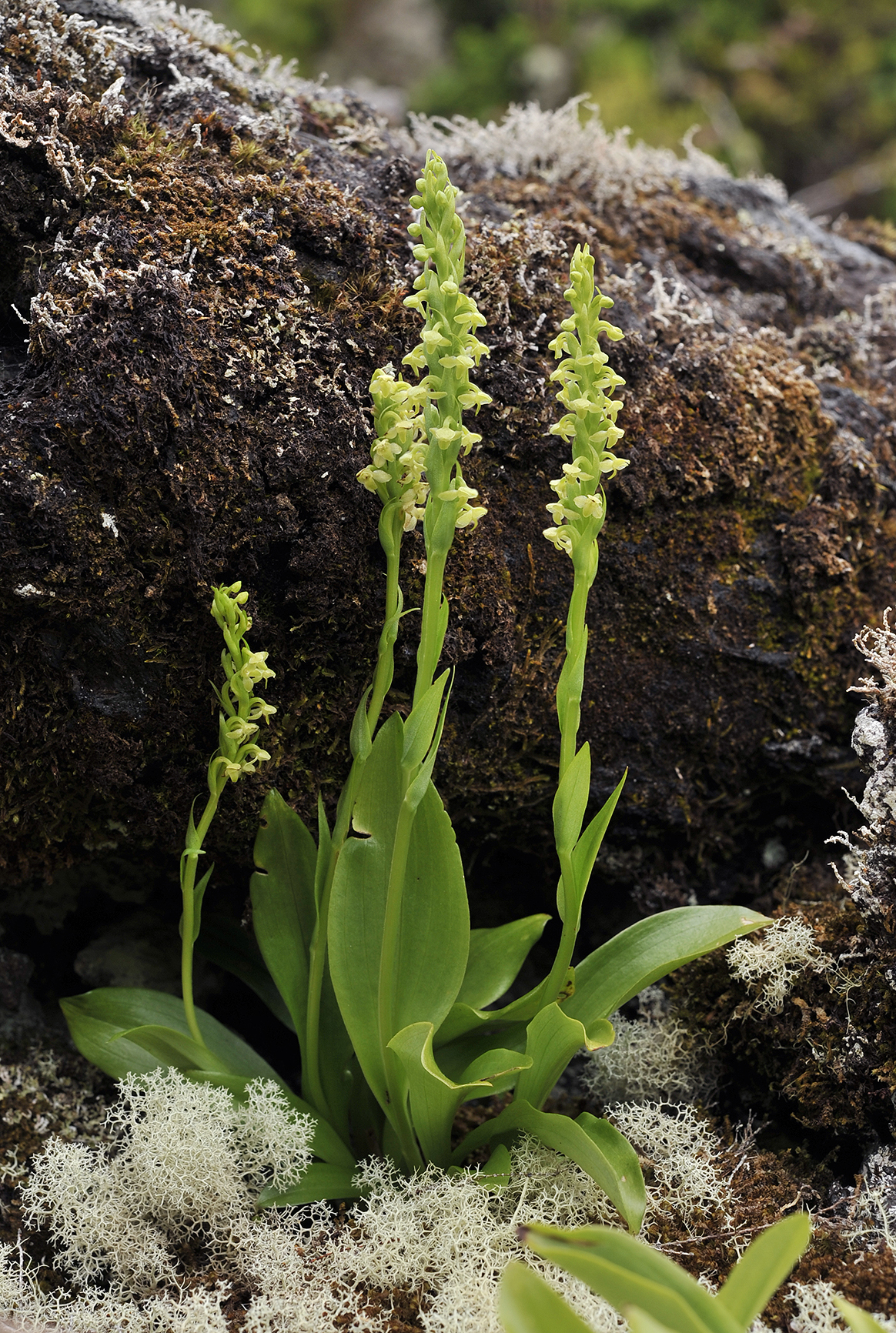 Platanthera pollostantha