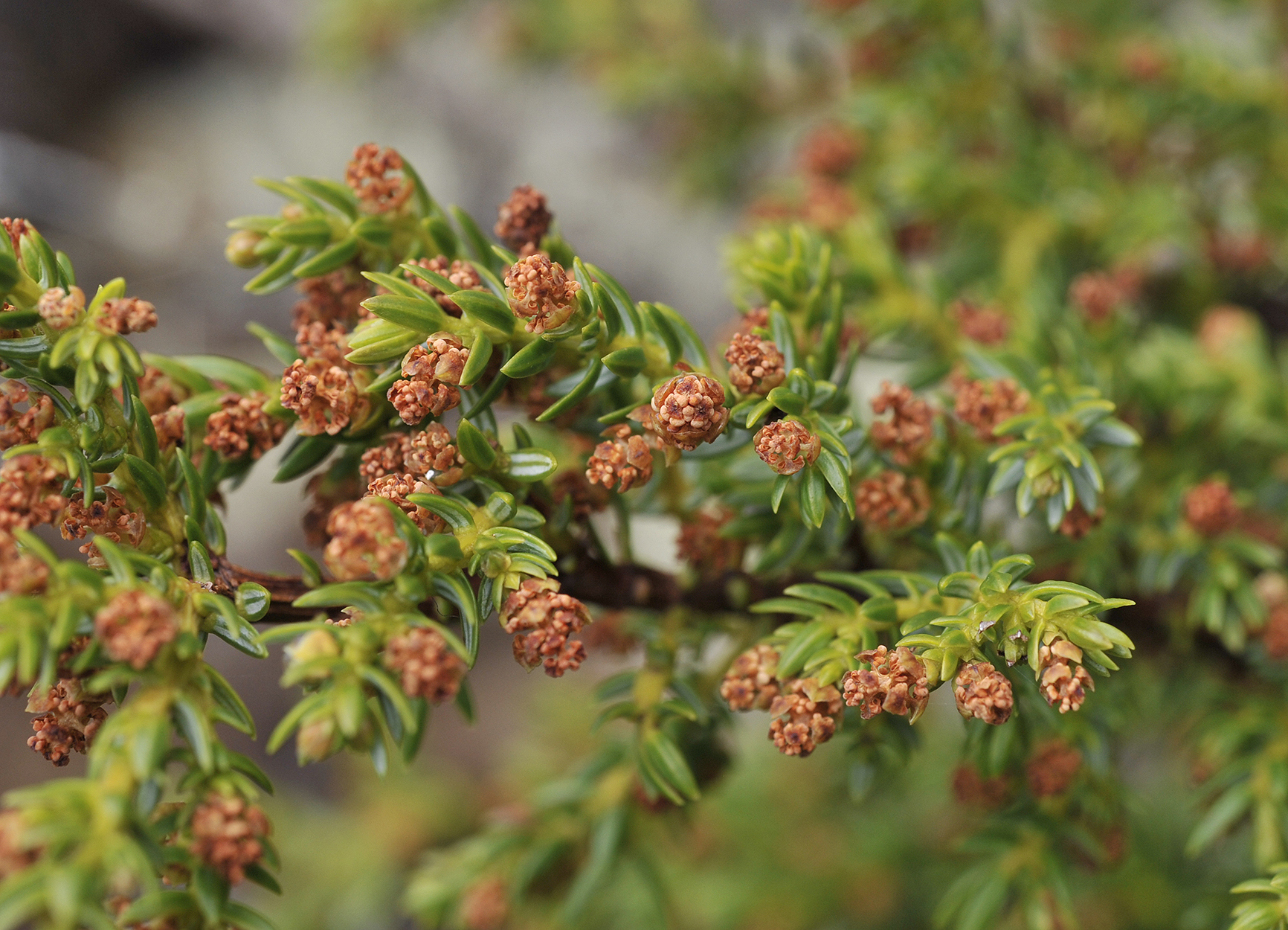 Juniperus brevifolia. Close-up.jpg