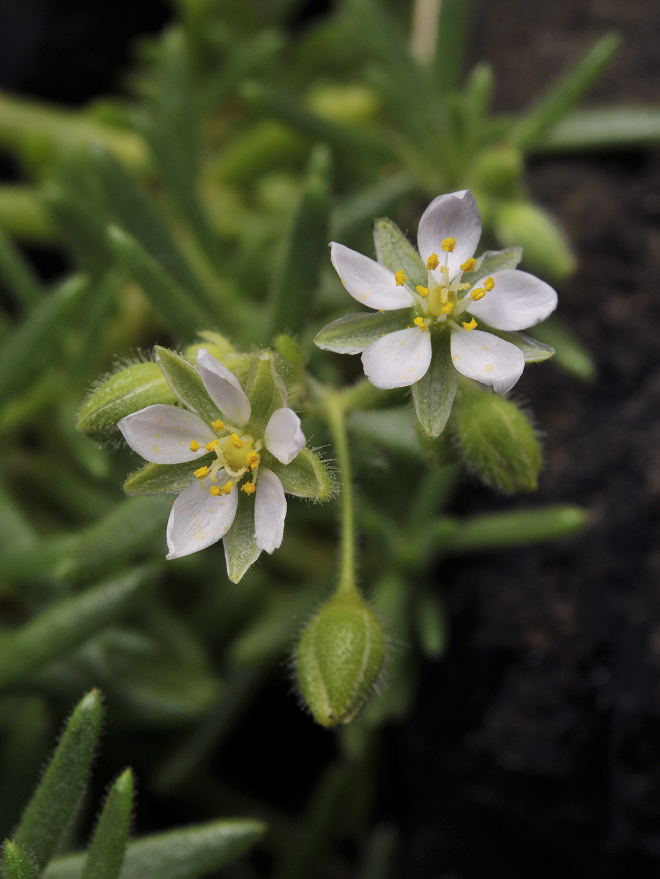 Spergularia azorica. Close-up.2.jpg