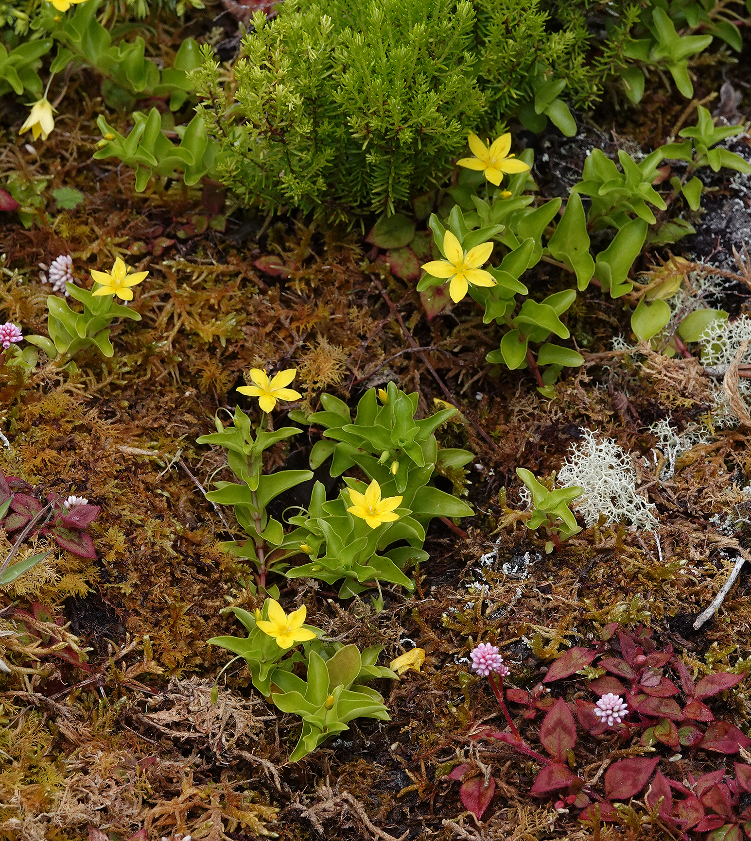 Lysimachia azorica.3.jpg